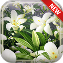 Lily Wallpapers APK