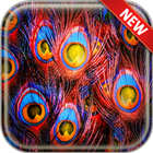 Peacock Wallpapers icon