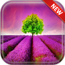 Lavender Wallpapers APK