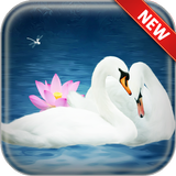 Swan Wallpapers icône