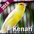 Kicau Burung Kenari Offline