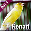 Kicau Burung Kenari Offline APK