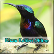 Kicau Kolibri Offline Lengkap