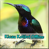 Kicau Kolibri Offline Lengkap biểu tượng