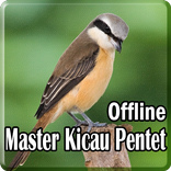 Kicau Burung Pentet Lengkap