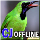 Kicau Cucak Ijo Offline Lengkap APK