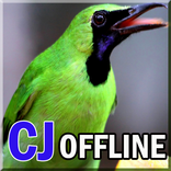 Kicau Cucak Ijo Offline Lengkap