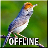 Kicau Burung Prenjak Offline Mp3
