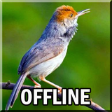 Kicau Burung Prenjak Offline Mp3-icoon