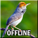 Kicau Burung Prenjak Offline Mp3 APK