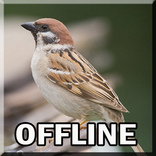 Kicau Burung Gereja Tarung Mp3