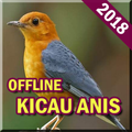 Kicau Burung Anis Terlengkap