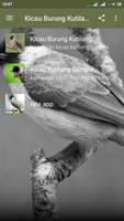 Suara Burung Kutilang Offline MP3 imagem de tela 3