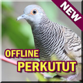 Suara Burung Perkutut Lengkap