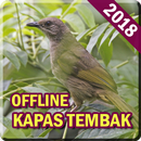 Kicau Burung Kapas Tembak Offline Mp3 APK