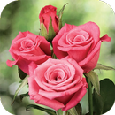 Amor a las Rosas Hermosas APK