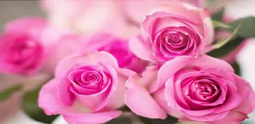 Beautiful Roses