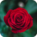 Beautiful Roses 2019 APK