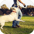 Dog Play