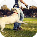 Hund spielen APK