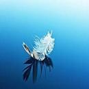 APK Feather Wallpaper photos