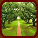 Green Plant Wallpapers APK