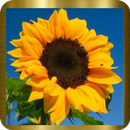 Saludos diario,Gratis APK