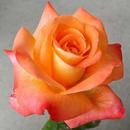 Rosas y poemas para mamá APK