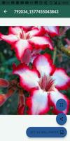 Flores hermosas.  Imágenes poster