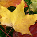 Autumn Wallpapers APK