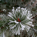 Winter Wallpapers