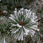 Winter Wallpapers icono