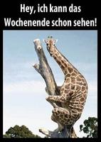 Lustige Bilder 截图 1