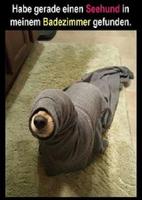 Lustige Bilder 截图 3