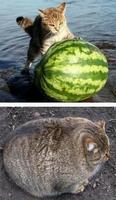 Funny Images  😂 ảnh chụp màn hình 1