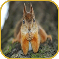 Squirrels