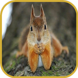 Squirrels أيقونة