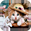 Fonds d'écran chatons mignons APK