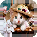 Cute kittens wallpapers icon