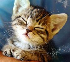 Cute kittens wallpapers screenshot 3