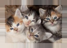 Cute kittens wallpapers poster