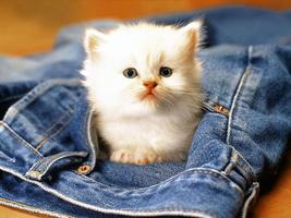 かわいい子猫の壁紙 スクリーンショット 1