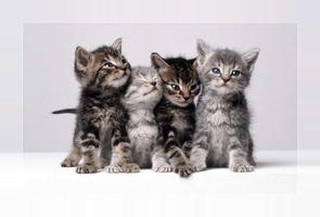 Cute kittens wallpapers 截圖 1