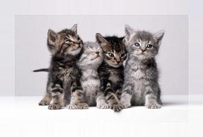 Cute kittens wallpapers screenshot 1