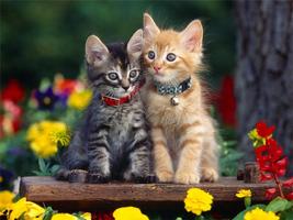 かわいい子猫の壁紙 スクリーンショット 2