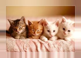 Cute kittens wallpapers screenshot 2