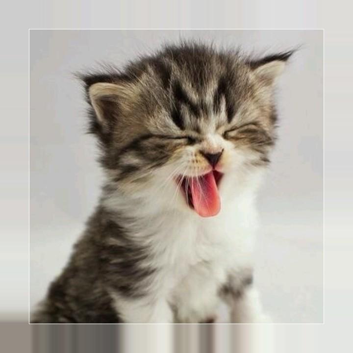 Chatons For Android Apk Download Chatons For Android Apk Download