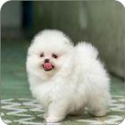 Welpen icon