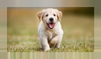 Welpen poster