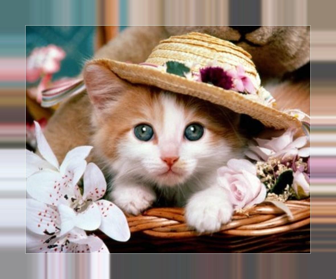 Foto E Immagini Di Piccoli E Teneri Gattini 19 For Android Apk Download